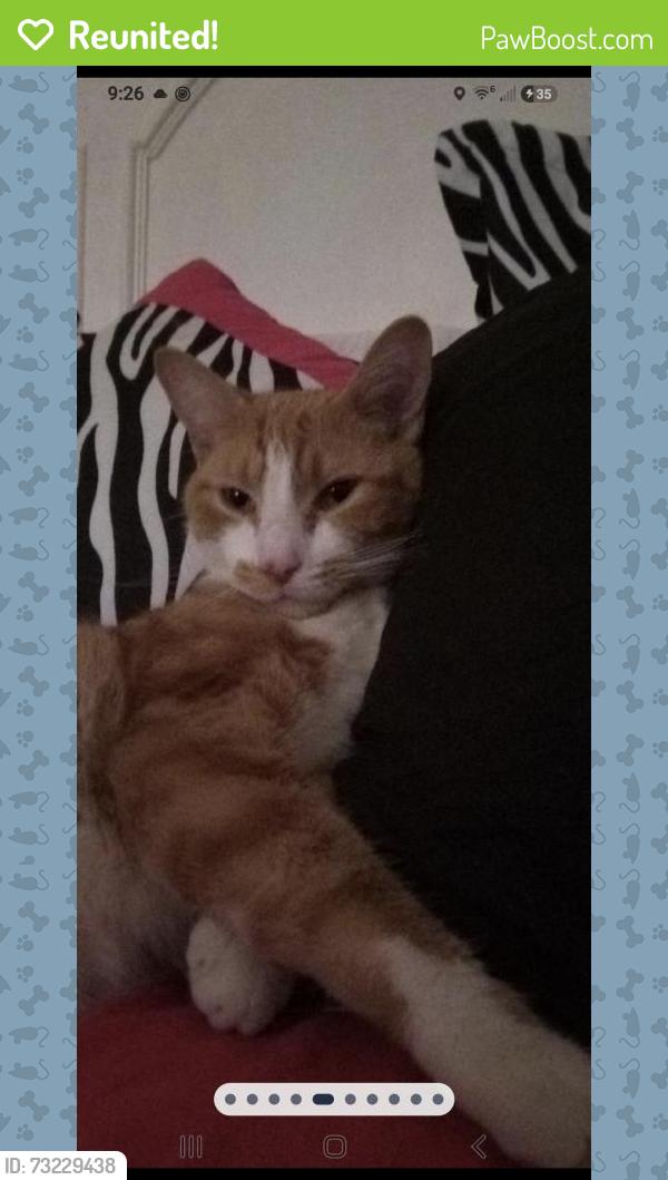 Reunited Male Cat last seen 85th wornall road Santa fe hills, Kansas City, MO 64114