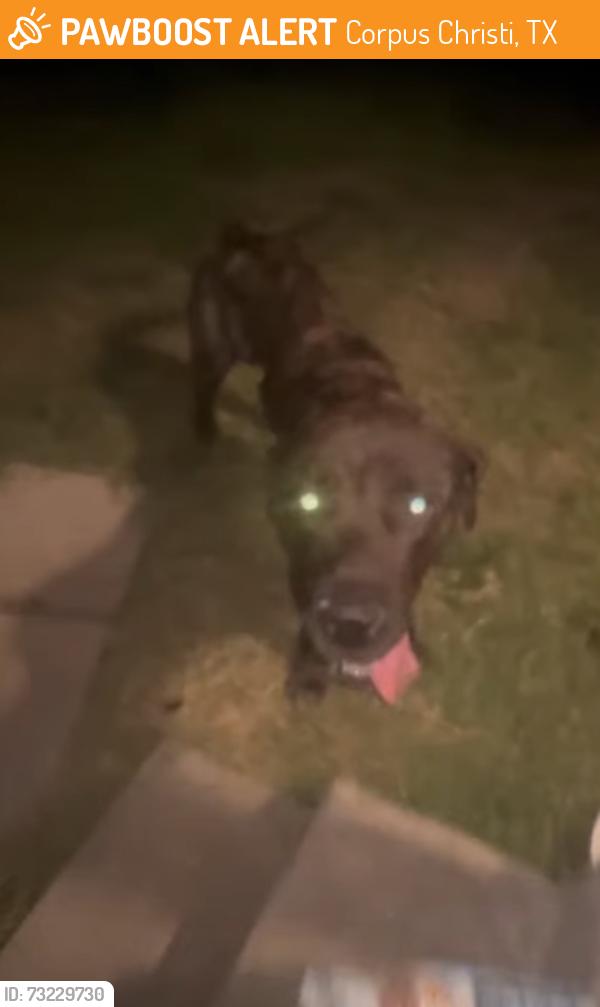 Found/Stray Male Dog last seen McArdle near Stripes, Corpus Christi, TX 78411