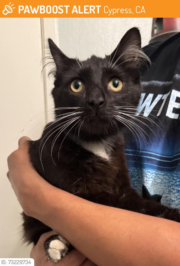 Found/Stray Male Cat last seen Via encinas, Cypress, CA 90630