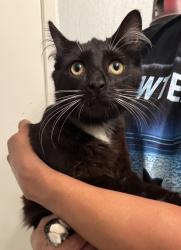 Found/Stray Male Cat last seen Via encinas, Cypress, CA 90630