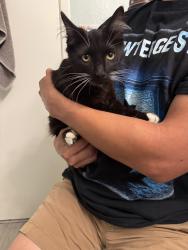Found/Stray Male Cat last seen Ball and Bloomfield,Cypress, Cypress, CA 90630