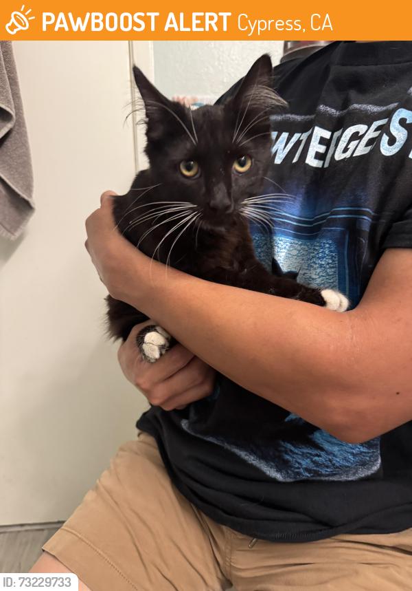 Found/Stray Male Cat last seen Ball and Bloomfield,Cypress, Cypress, CA 90630