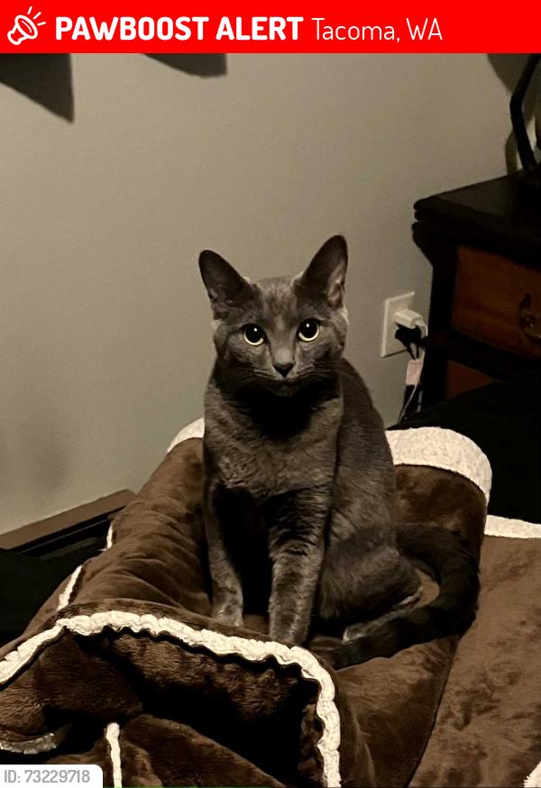 Lost Female Cat last seen River road, Tacoma, WA 98443