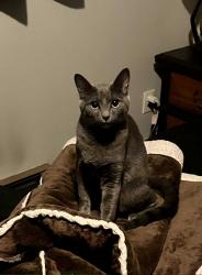 Lost Female Cat last seen River road, Tacoma, WA 98443