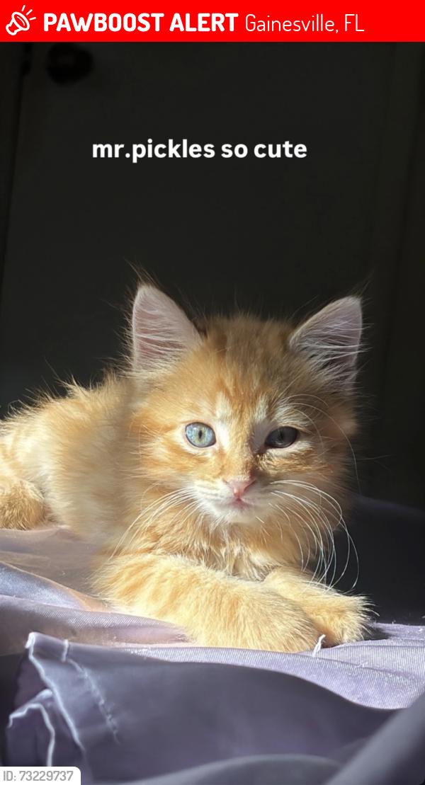 Lost Male Cat last seen brandywine near hidden village, Gainesville, FL 32608