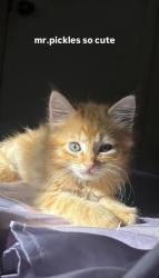 Lost Male Cat last seen brandywine near hidden village, Gainesville, FL 32608