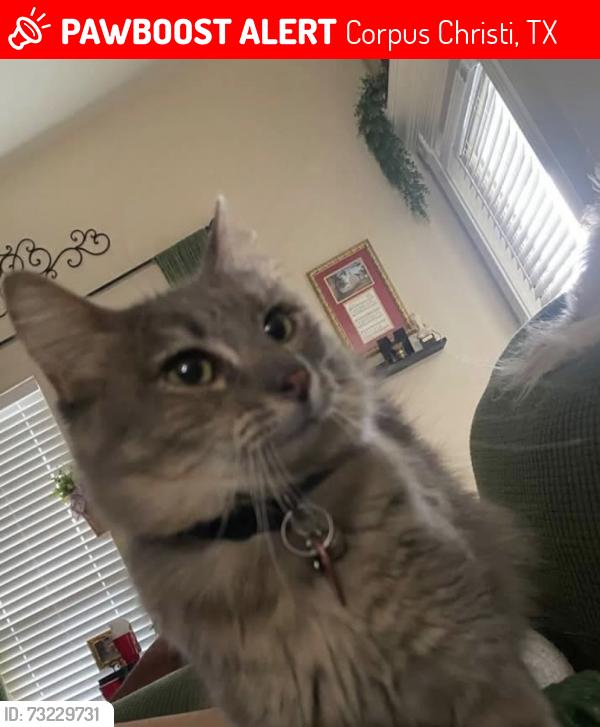 Lost Female Cat last seen Annemasse/Sir Jack, Corpus Christi, TX 78414