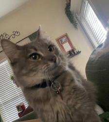Lost Female Cat last seen Annemasse/Sir Jack, Corpus Christi, TX 78414