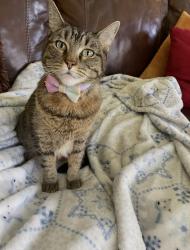 Lost Female Cat last seen At the hse on midfield glen, Houston, TX 77059
