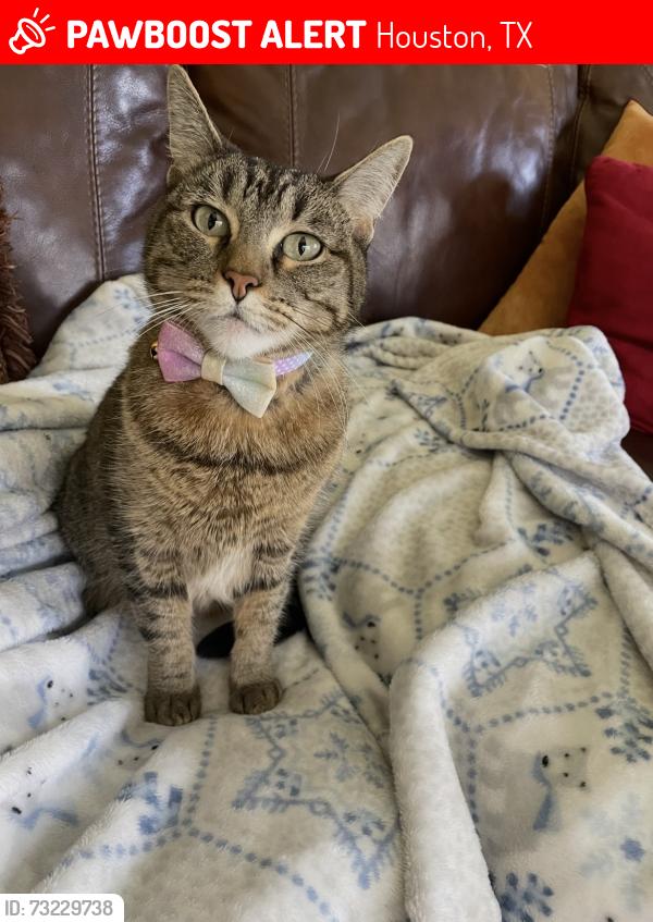 Lost Female Cat last seen At the hse on midfield glen, Houston, TX 77059