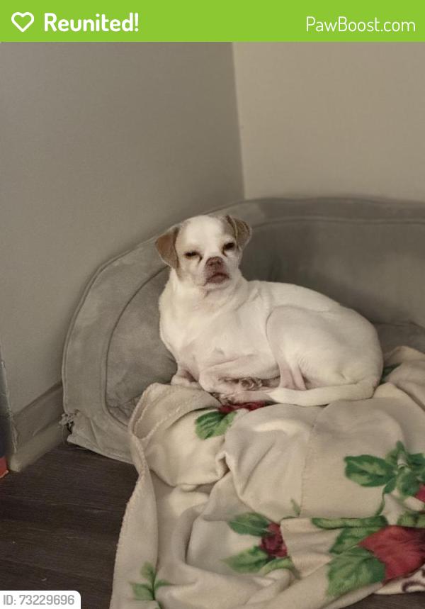 Reunited Male Dog last seen Huddlestone & Baymar Drive, Raleigh, NC 27612