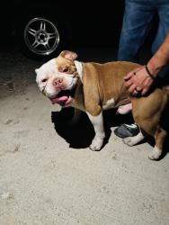 Found/Stray Male Dog last seen Citrus Ave and Merrill Ave, Fontana, CA 92335