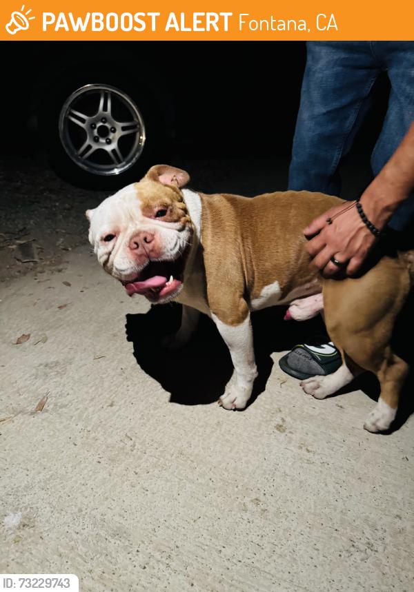 Found/Stray Male Dog last seen Citrus Ave and Merrill Ave, Fontana, CA 92335