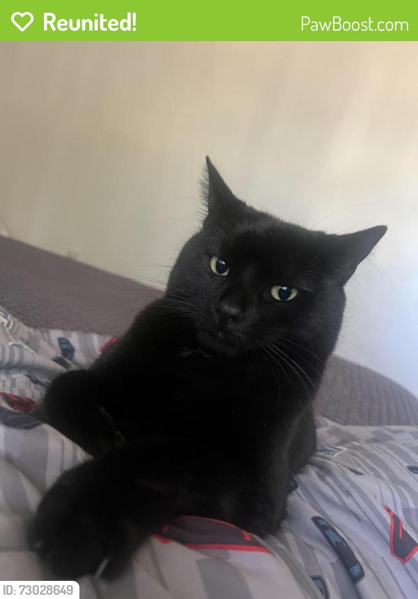 Reunited Male Cat last seen Farmington St. Hesperia, Hesperia, CA 92344