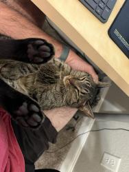 Lost Male Cat last seen Near the Winchester apts., New Haven, CT 06511