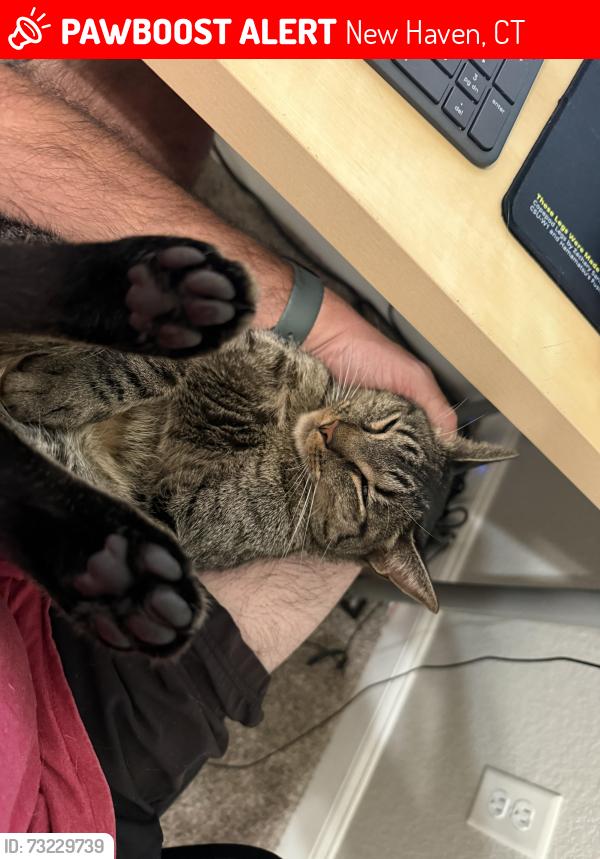 Lost Male Cat last seen Near the Winchester apts., New Haven, CT 06511