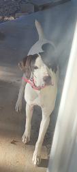 Reunited Female Dog last seen Powhatan and Iroquois, Apple Valley, CA 92308