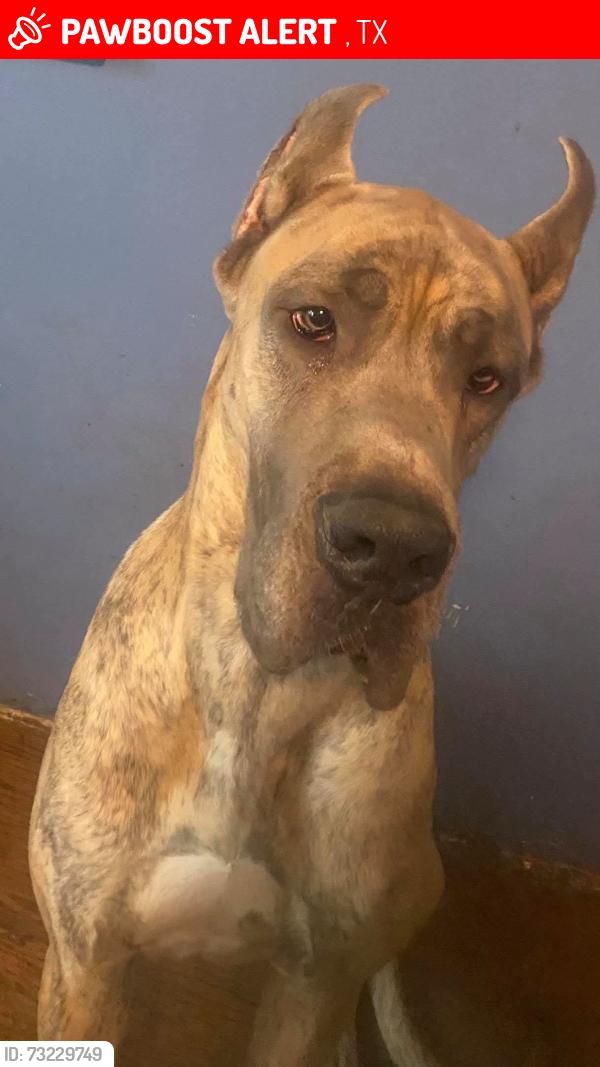 Lost Male Dog last seen Texas, Winters, TX 79567