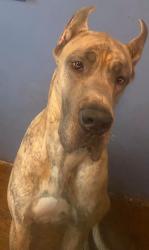 Lost Male Dog last seen Texas, Winters, TX 79567