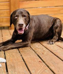 Lost Male Dog last seen Ravensbrook neighborhood, Carthage, NC 28327