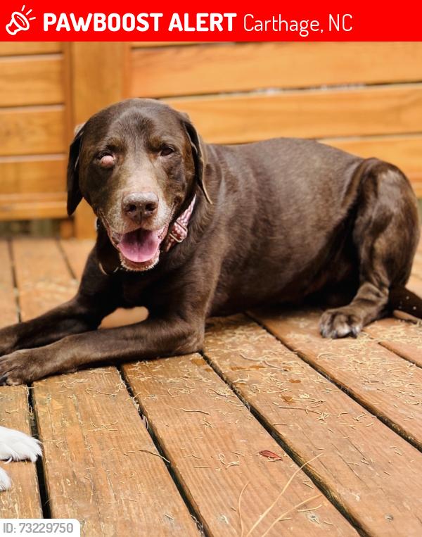 Lost Male Dog last seen Ravensbrook neighborhood, Carthage, NC 28327