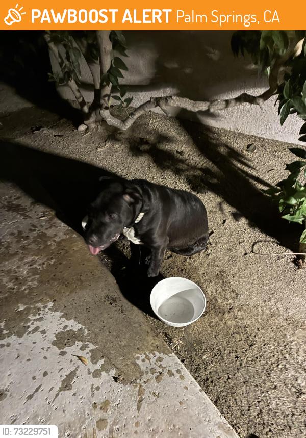 Found/Stray Unknown Dog last seen Waverly drive, Palm Springs, CA 92264