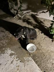 Found/Stray Unknown Dog last seen Waverly drive, Palm Springs, CA 92264