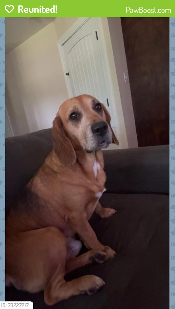Reunited Male Dog last seen Near Prospect Rd, Jonesboro, AR 72401, USA, Jonesboro, AR 72401