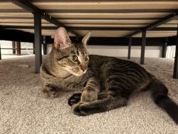 Reunited Female Cat last seen TLC Academy, Sammamish, Sammamish, WA 98074