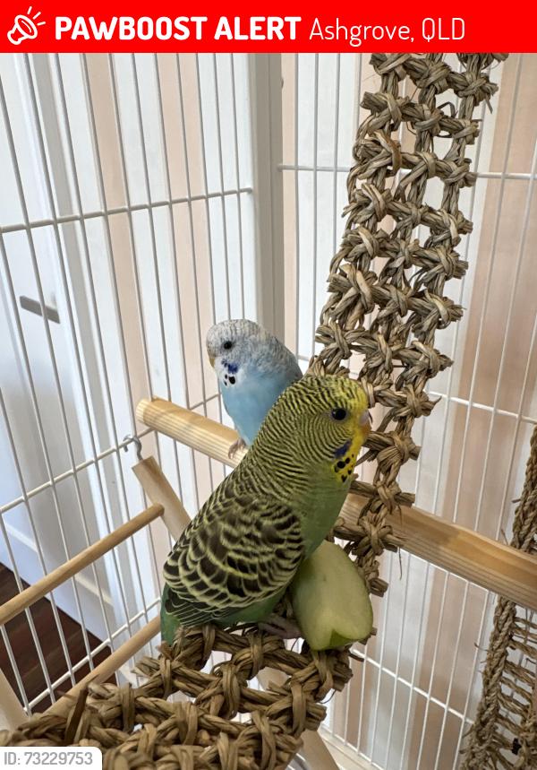 Lost Male Bird last seen Waterworks Road & Fulcher Road -Ashgrove, Ashgrove, QLD 