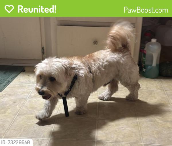 Reunited Male Dog last seen Velare st, Anaheim, CA 92804