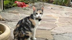 Reunited Unknown Cat last seen Cordilleras Avenue and White Oak Way, San Carlos, CA 94070
