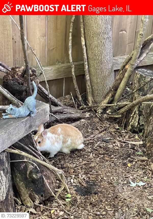 Lost Male Rabbit last seen Wildwood, Gages Lake, IL 60030