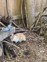 Lost Male Rabbit last seen Wildwood, Gages Lake, IL 60030