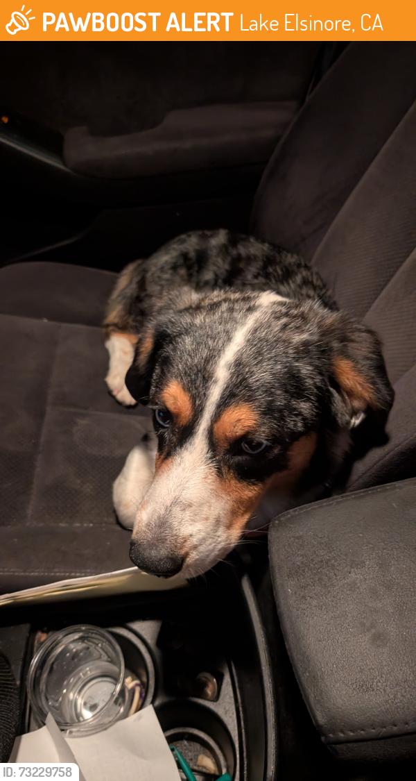 Found/Stray Unknown Dog last seen Graham and lakeshore, Lake Elsinore, CA 92530