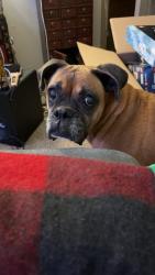 Lost Female Dog last seen Adams and 35th, Denver, CO 80205