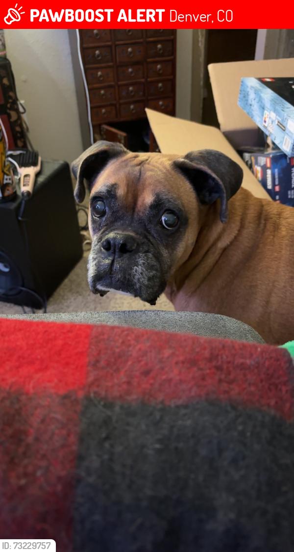 Lost Female Dog last seen Adams and 35th, Denver, CO 80205