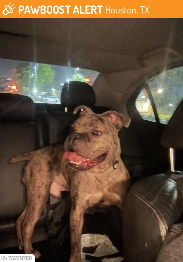 Found/Stray Male Dog last seen Found by starbucks at richmond avenue, Houston, TX 77098