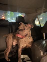Found/Stray Male Dog last seen Found by starbucks at richmond avenue, Houston, TX 77098