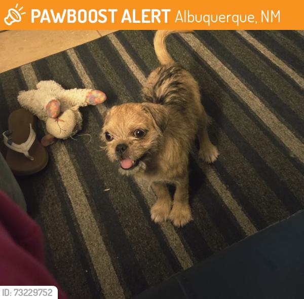 Found/Stray Male Dog last seen 4th & Candeleria inside the ditch, Albuquerque, NM 87107