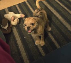 Found/Stray Male Dog last seen 4th & Candeleria inside the ditch, Albuquerque, NM 87107