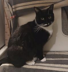 Reunited Male Cat last seen Plaistow station, Greater London, England E13 0DN