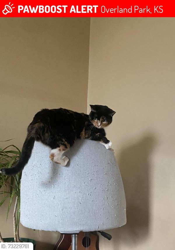 Lost Female Cat last seen Robinson St by South Park, Overland Park, KS 66212