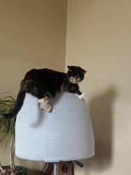 Lost Female Cat last seen Robinson St by South Park, Overland Park, KS 66212