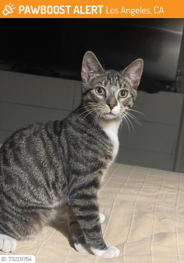 Found/Stray Unknown Cat last seen Beck/Delano in North Hollywood, Los Angeles, CA 91606