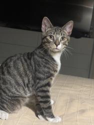 Found/Stray Unknown Cat last seen Beck/Delano in North Hollywood, Los Angeles, CA 91606