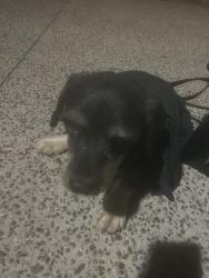 Found/Stray Male Dog last seen Skyline Drive and Hansen St., San Diego, CA 92114