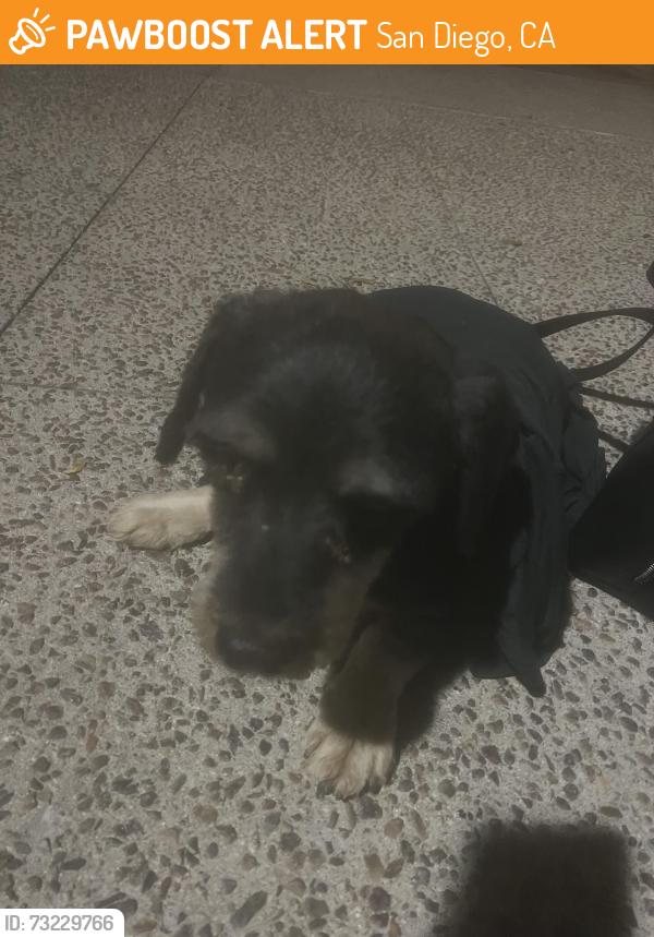 Found/Stray Male Dog last seen Skyline Drive and Hansen St., San Diego, CA 92114