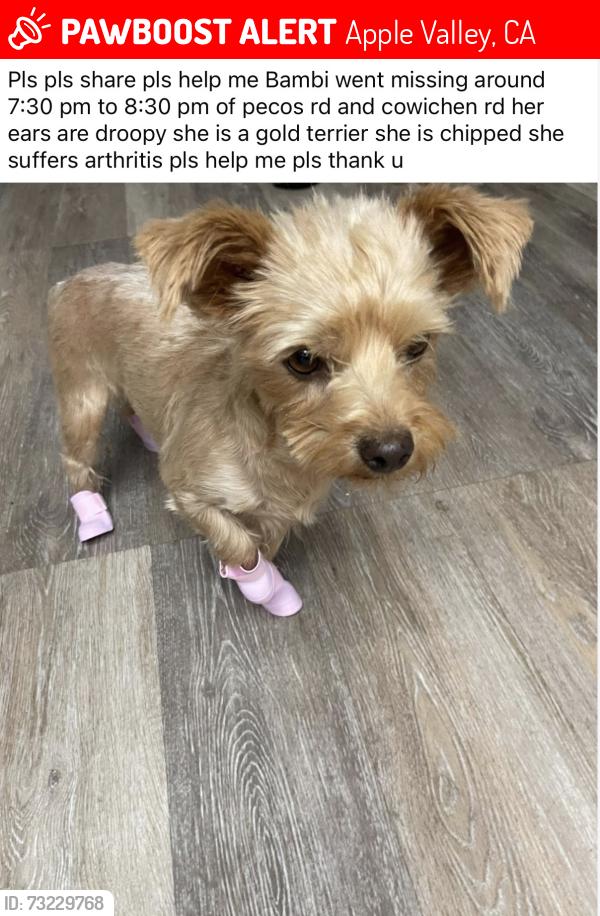 Lost Female Dog last seen Pecos rd, Apple Valley, CA 92308