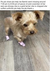 Lost Female Dog last seen Pecos rd, Apple Valley, CA 92308